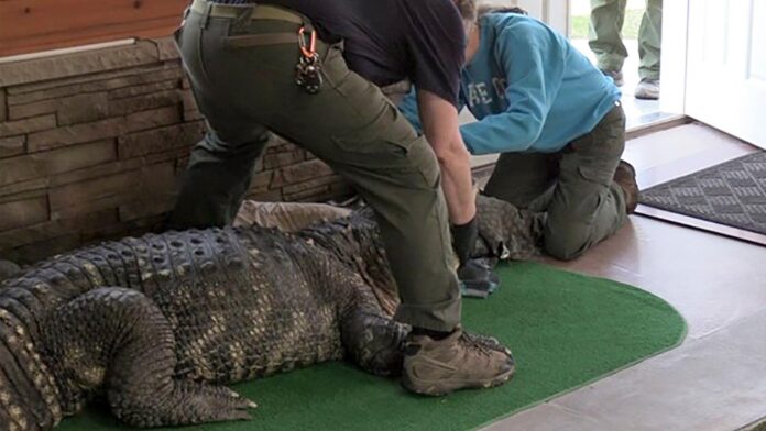 Authorities seize ailing alligator kept illegally in New York home’s swimming pool