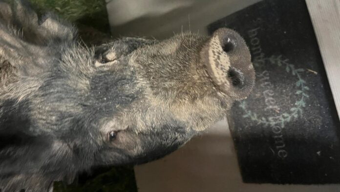 Wayward 450-pound pig named Kevin Bacon hams it up for home security camera