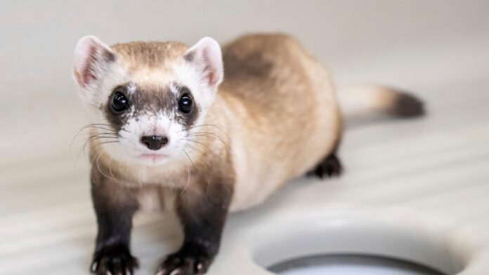 Cloning makes three: Two more endangered ferrets are gene copies of critter frozen in 1980s